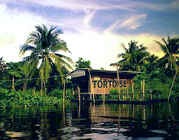 a hut on the water with rain forest and palm trees